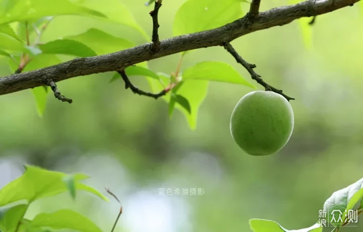 立夏：只有青梅，没有竹马_新浪众测