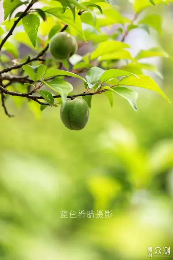 立夏：只有青梅，没有竹马_新浪众测