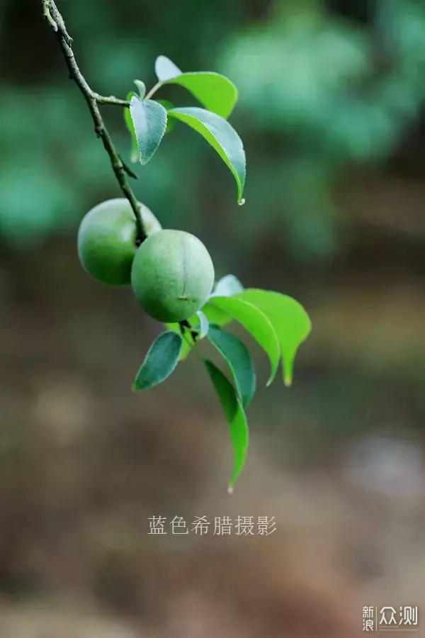 立夏：只有青梅，没有竹马_新浪众测