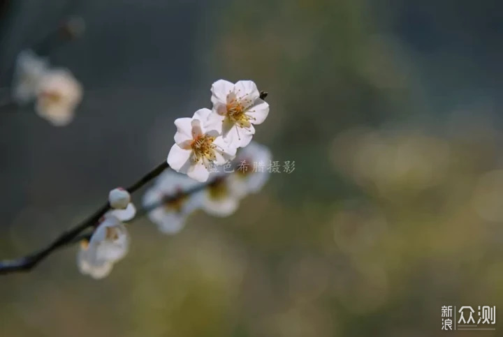 立夏：只有青梅，没有竹马_新浪众测