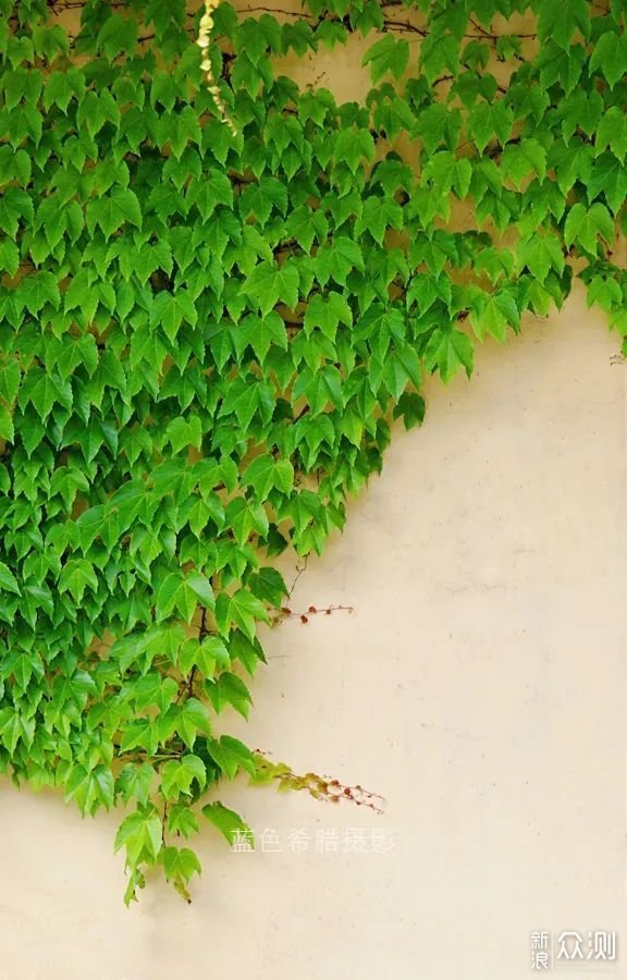 摄影／笔记：初夏的乡村，小花小草小蝶皆是景_新浪众测