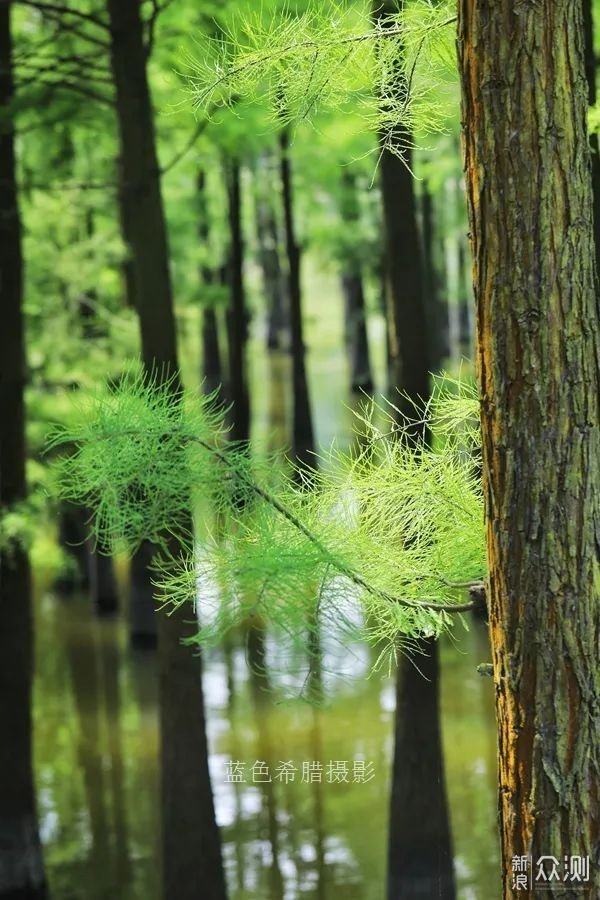 摄影／笔记：初夏的乡村，小花小草小蝶皆是景_新浪众测