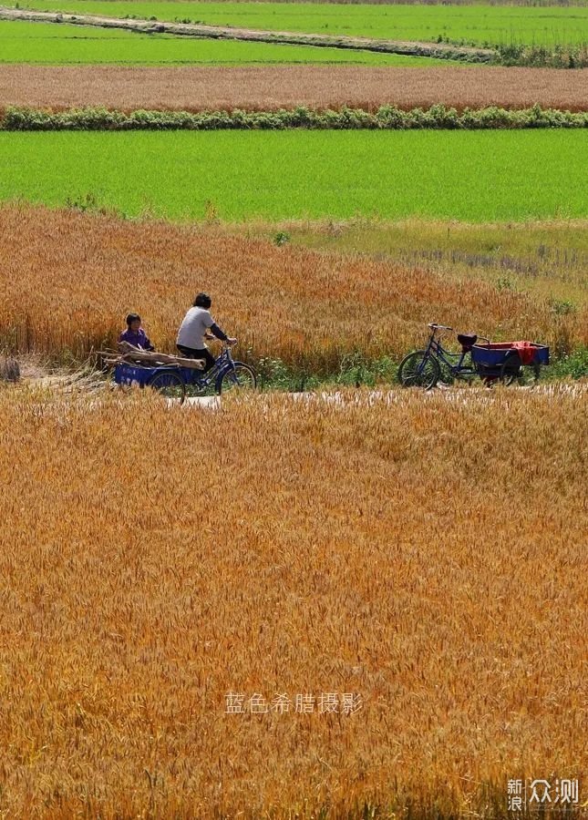 摄影／笔记：初夏的乡村，小花小草小蝶皆是景_新浪众测