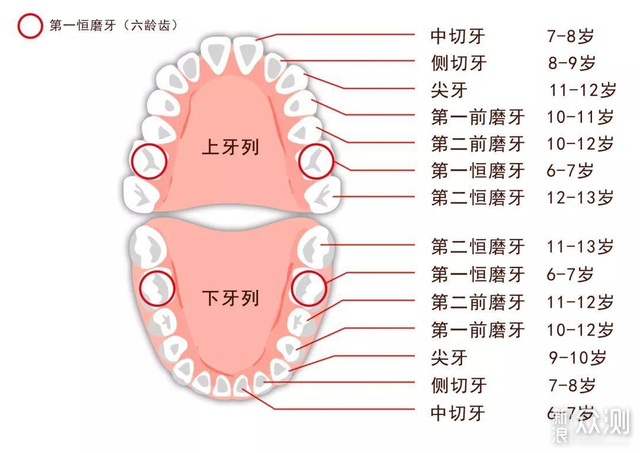 牙齿根管个数及分布图图片