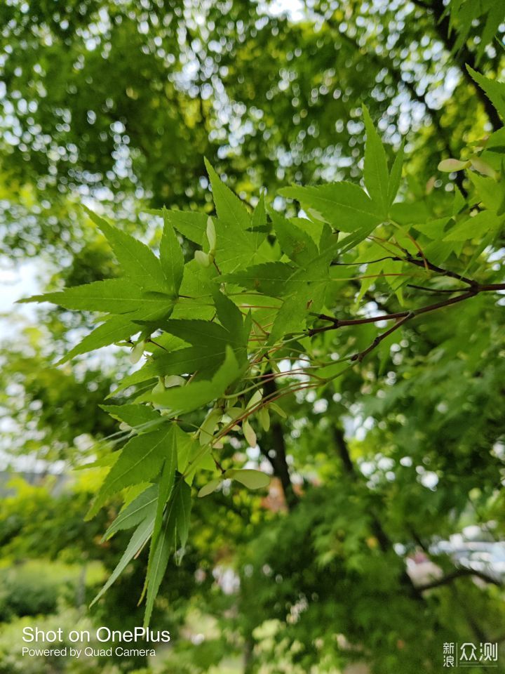 次旗舰能和旗舰机“掰头”吗？一加9R上手评测_新浪众测