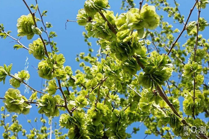 荠菜靠边站，它才是野菜之王，蒸一蒸柔嫩清香_新浪众测