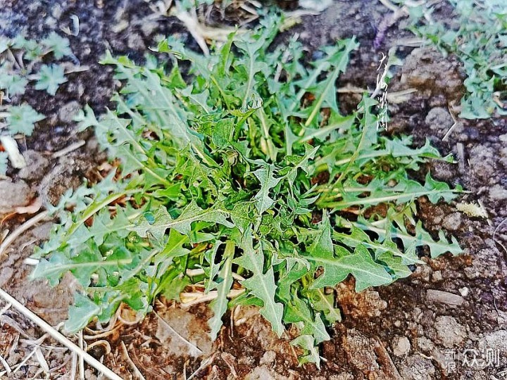 小满节气，这3种野菜记得常吃,清热去火又开胃_新浪众测