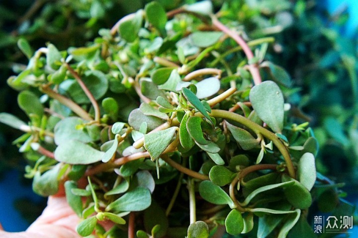 小满节气，这3种野菜记得常吃,清热去火又开胃_新浪众测