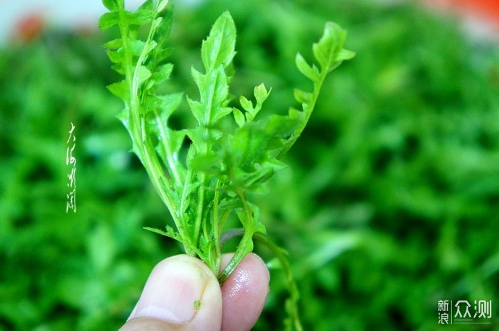 小满节气，这3种野菜记得常吃,清热去火又开胃_新浪众测