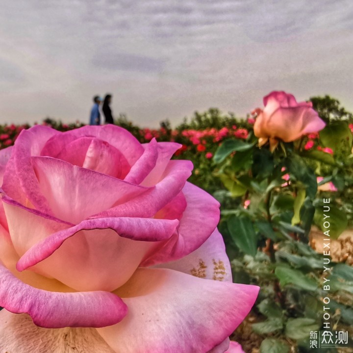 津城偶遇大片“月季花”｜手机记录唯美花海_新浪众测