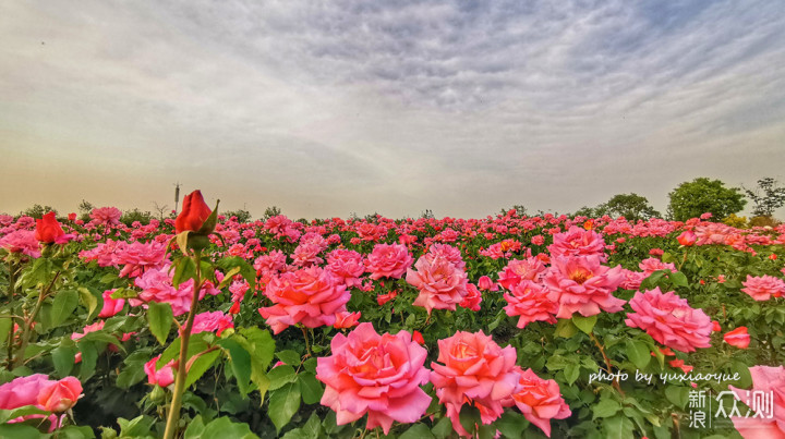 津城偶遇大片“月季花”｜手机记录唯美花海_新浪众测