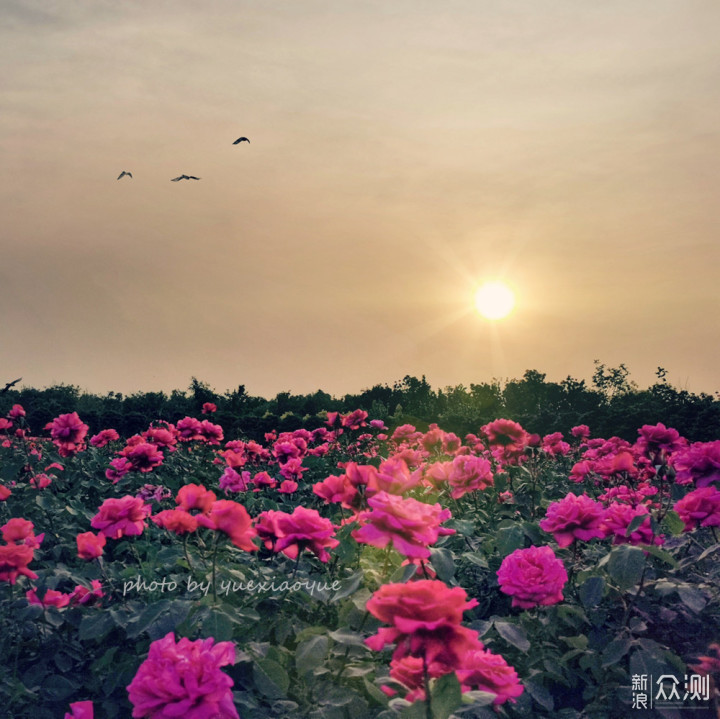 津城偶遇大片“月季花”｜手机记录唯美花海_新浪众测