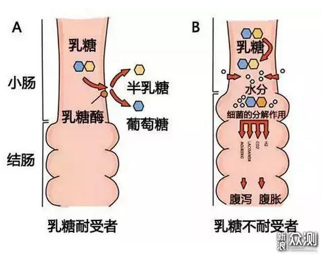 一文带你看懂蛋白过敏与乳糖不耐_新浪众测