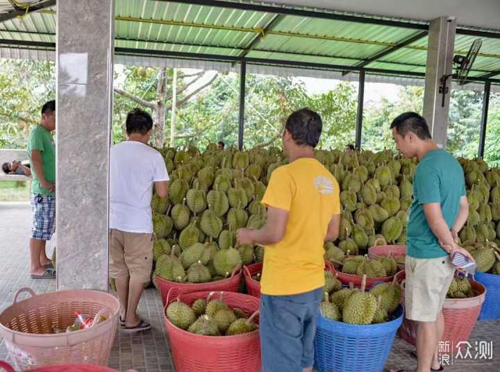 线上线下榴莲怎么买？专业榴莲避坑指南_新浪众测