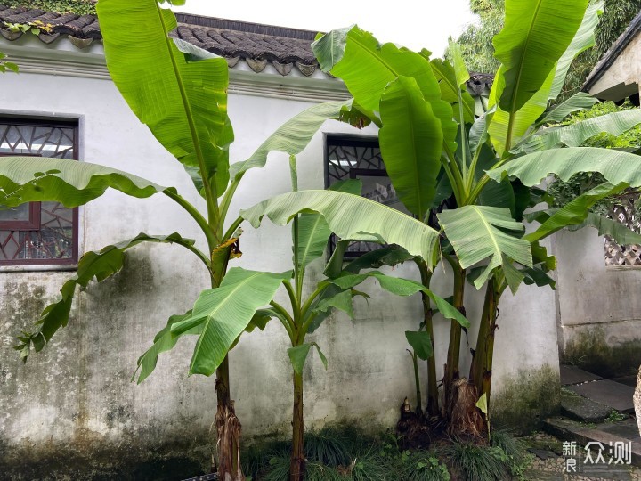 老年人旅游，散步在苏州街头_新浪众测