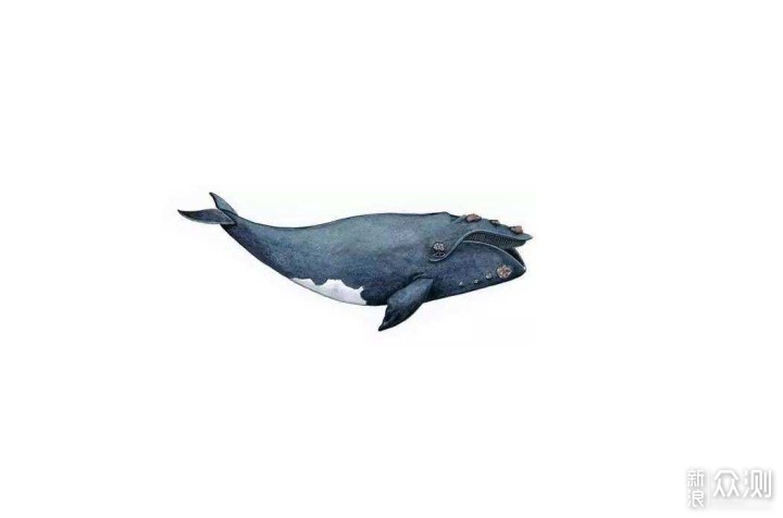 蓝牙音箱还能喷水？Whale喷泉蓝牙音箱体验_新浪众测