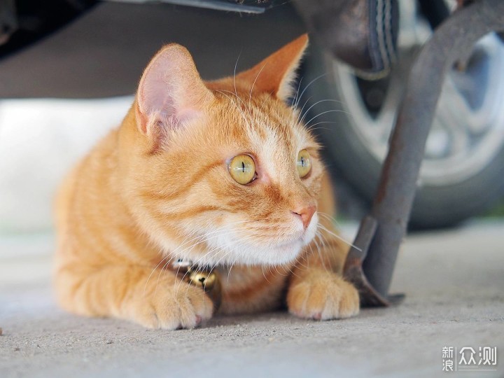 喵星人吃饭不香易生病是因为没有选对猫粮_新浪众测