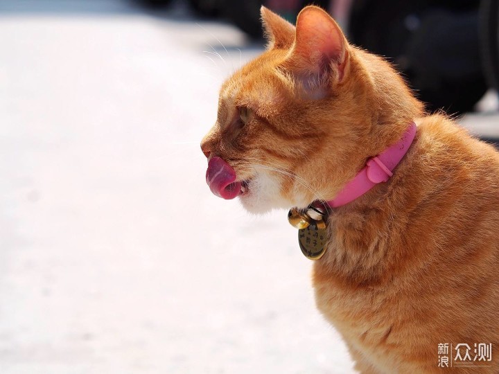 喵星人吃饭不香易生病是因为没有选对猫粮_新浪众测