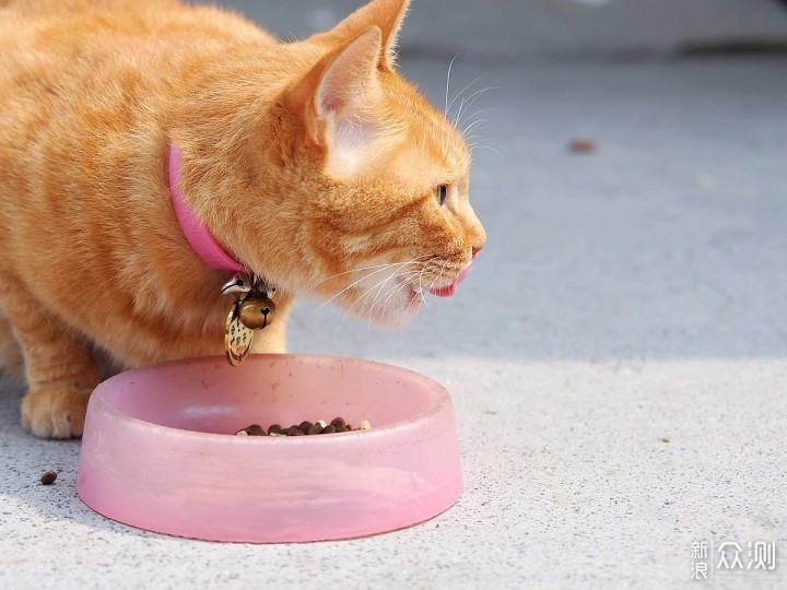 喵星人吃饭不香易生病是因为没有选对猫粮_新浪众测