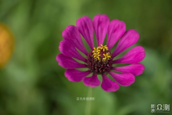 摄影笔记：走进江南的秋，遇见百日菊和蝶恋花_新浪众测