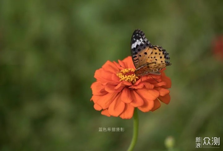 摄影笔记：走进江南的秋，遇见百日菊和蝶恋花_新浪众测