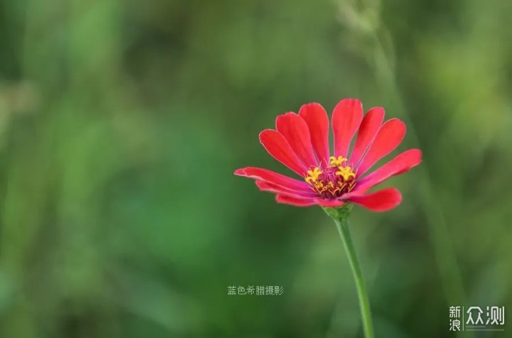 摄影笔记：走进江南的秋，遇见百日菊和蝶恋花_新浪众测