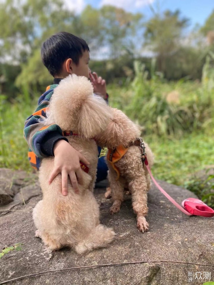 双十一狗粮（犬粮）的选购攻略_新浪众测