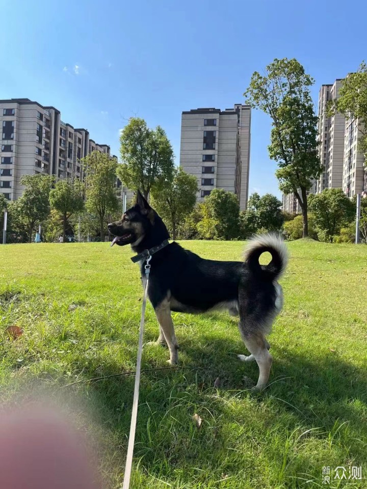 狗粮怎么选？ 选粮焦虑症必看！ 内附超详指南_新浪众测