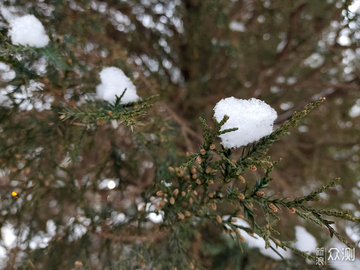 二月飘雪，用手机记录赶在节日前的浪漫_新浪众测