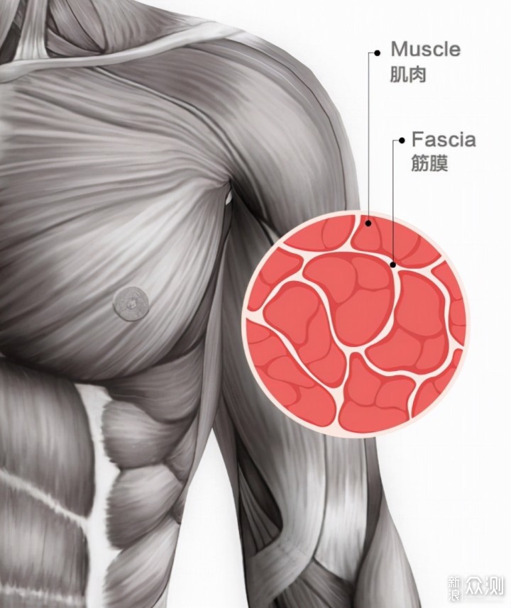 轻量机身专业性能：倍益康Ti PRO筋膜枪评测_新浪众测