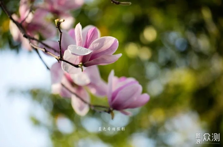 站在玉兰花下，细嗅花香，不负春光_新浪众测