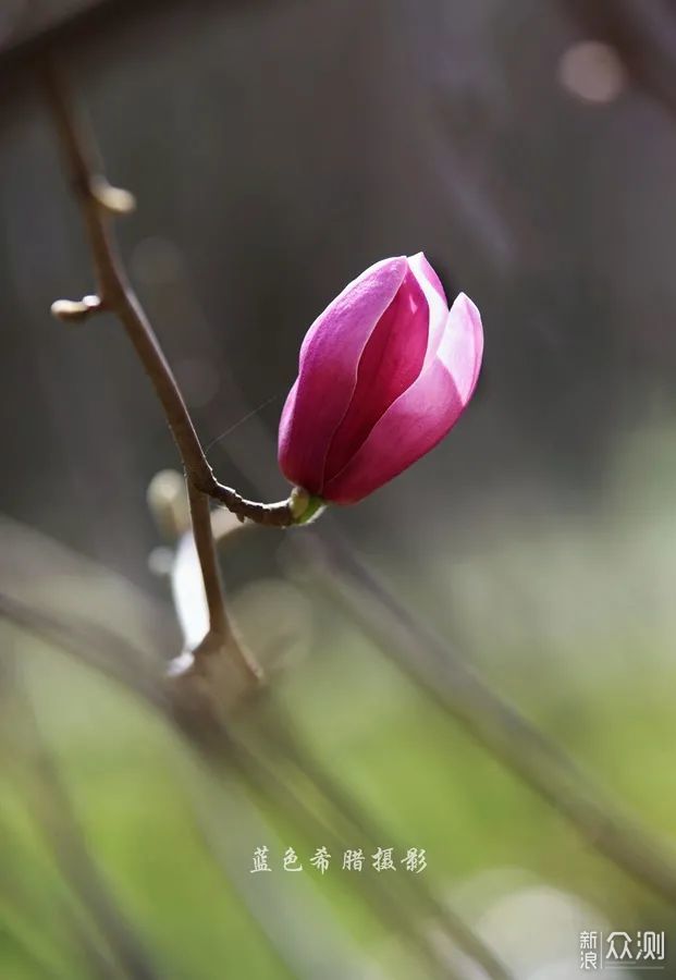 站在玉兰花下，细嗅花香，不负春光_新浪众测