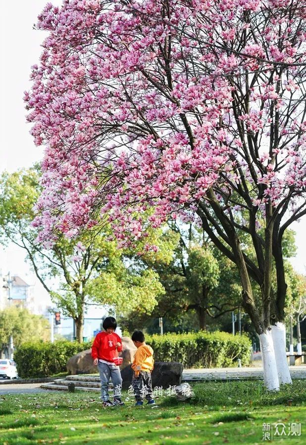 站在玉兰花下，细嗅花香，不负春光_新浪众测