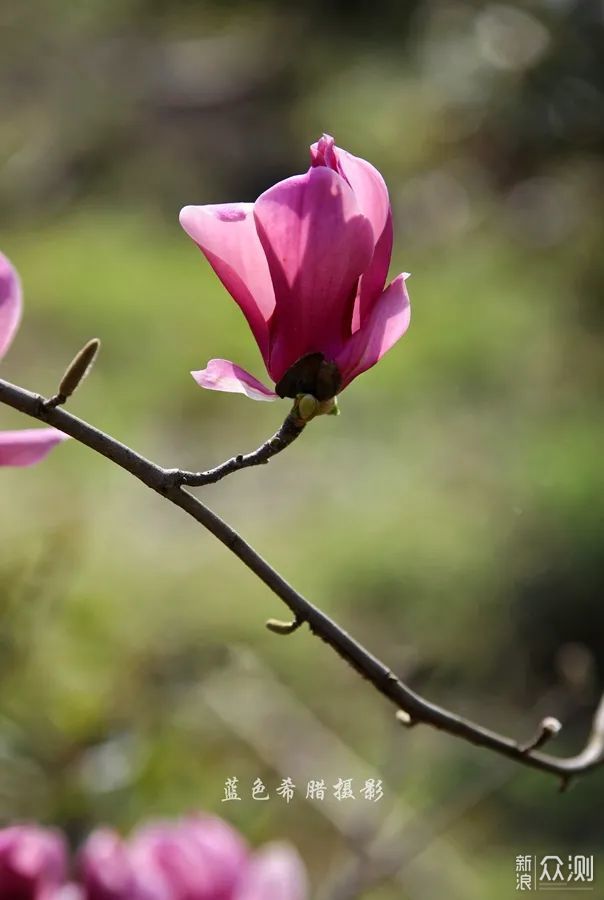 站在玉兰花下，细嗅花香，不负春光_新浪众测