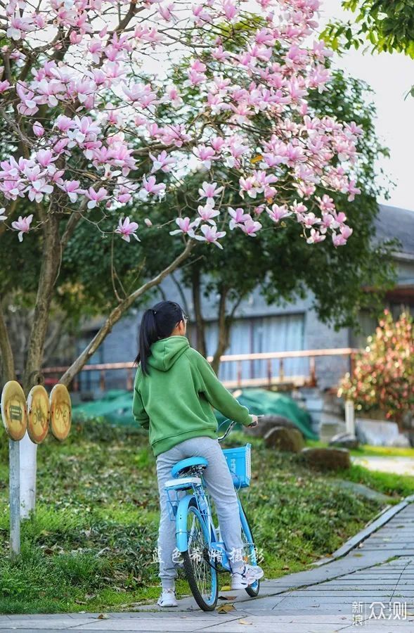 站在玉兰花下，细嗅花香，不负春光_新浪众测