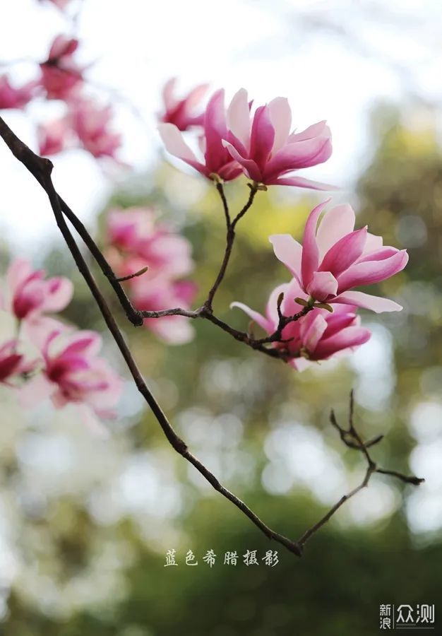 站在玉兰花下，细嗅花香，不负春光_新浪众测