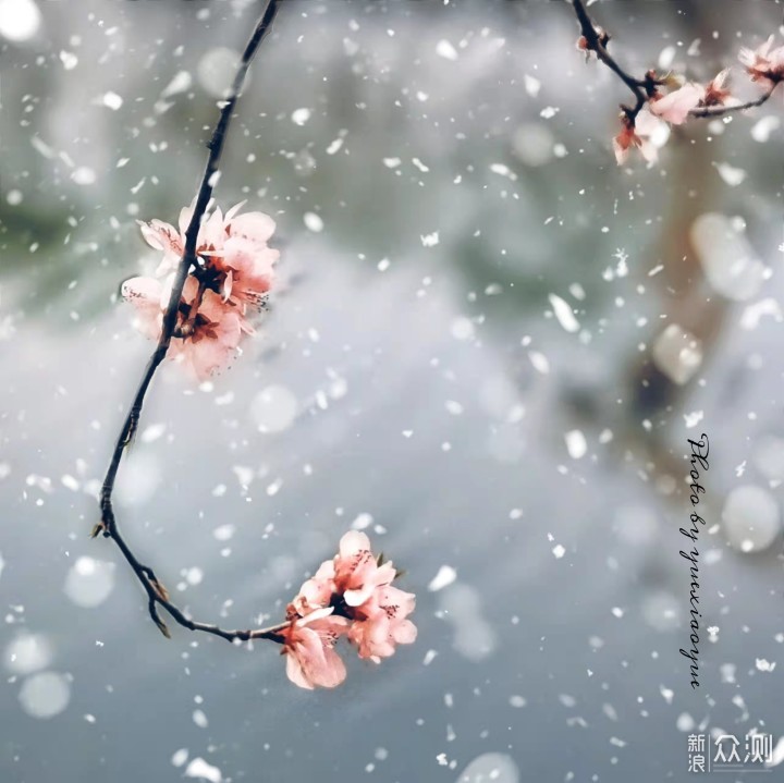 下雪的“春天”这么拍更美｜手机拍美雪中桃花_新浪众测