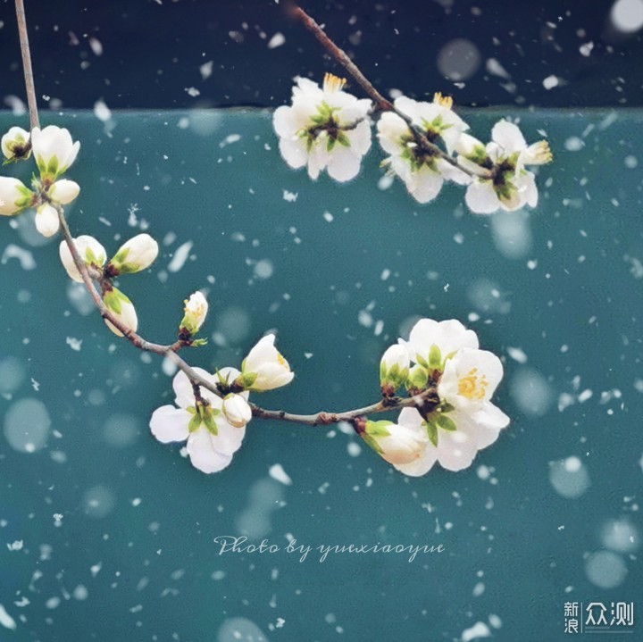 下雪的“春天”这么拍更美｜手机拍美雪中桃花_新浪众测