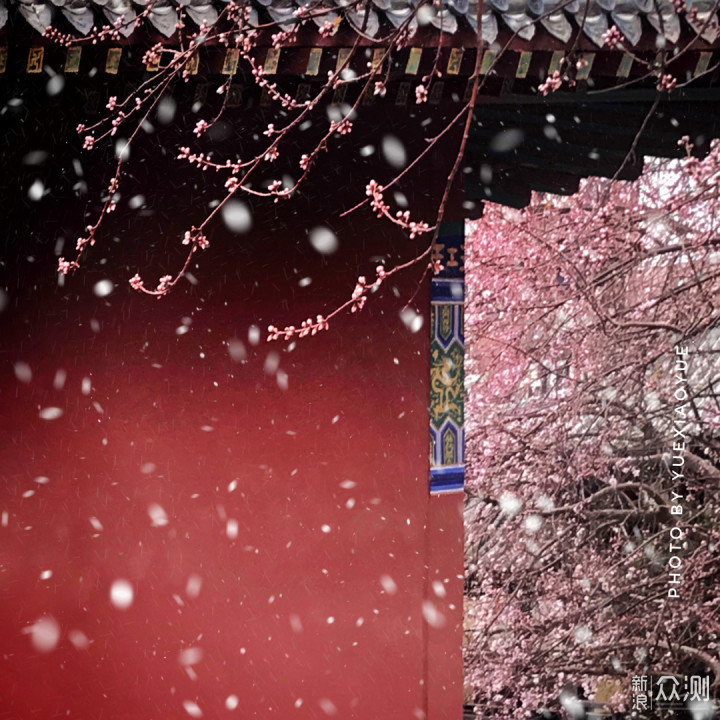 下雪的“春天”这么拍更美｜手机拍美雪中桃花_新浪众测