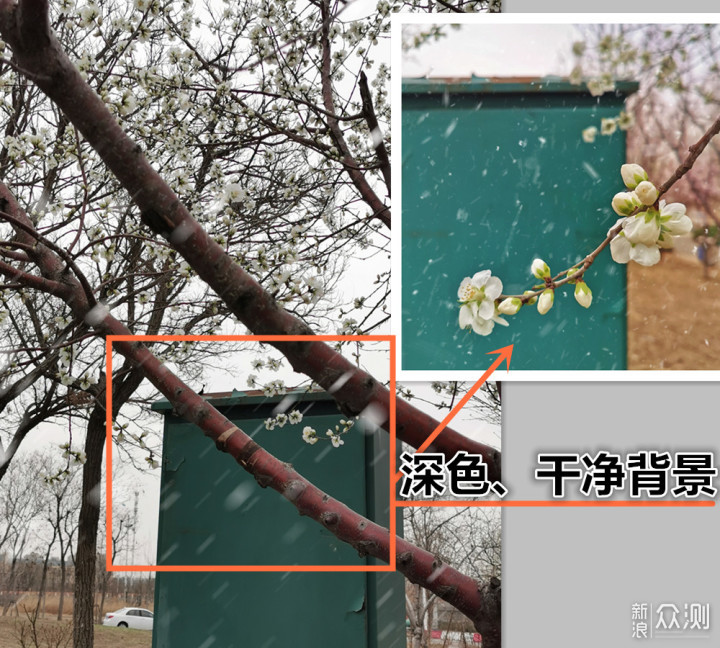 下雪的“春天”这么拍更美｜手机拍美雪中桃花_新浪众测