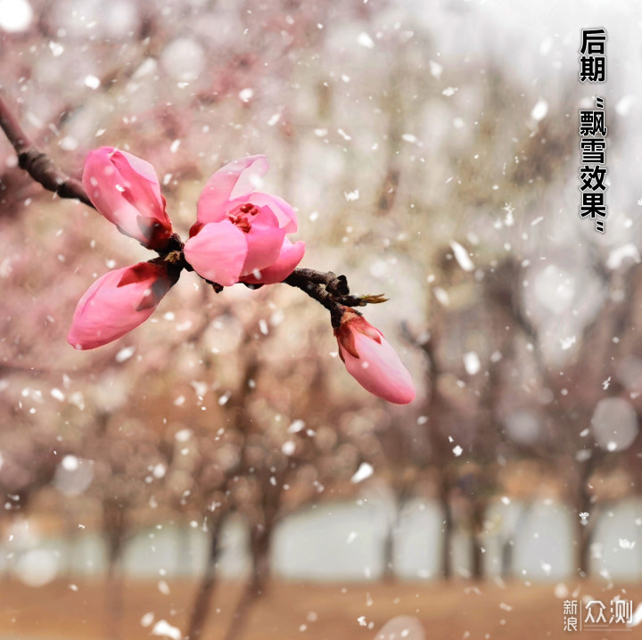 下雪的“春天”这么拍更美｜手机拍美雪中桃花_新浪众测