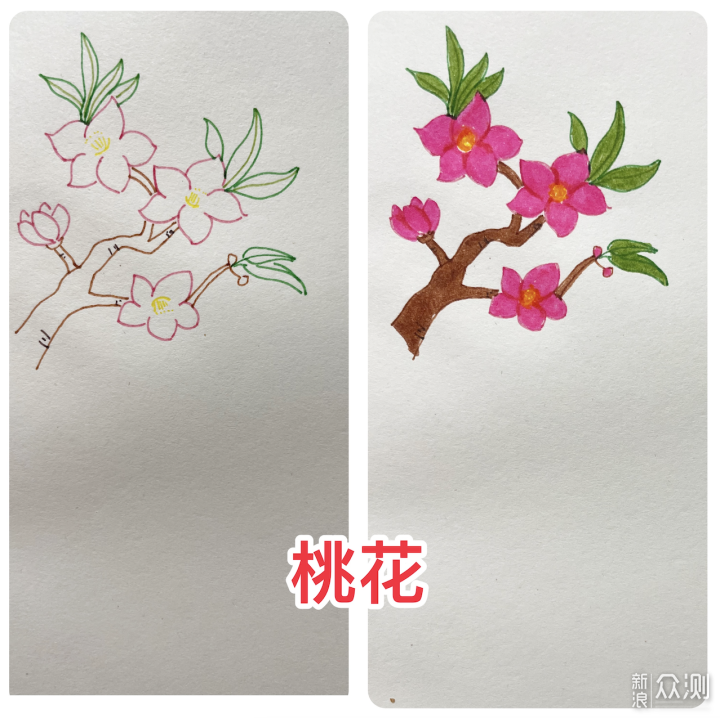 一学就会的花草简笔画，亲子手帐一起来吧！_新浪众测