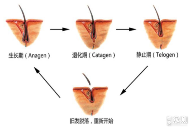 谁也不想秃啊！保养防脱这里看_新浪众测