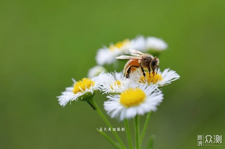 暮春花开，女摄影师镜头里的诗意和美好_新浪众测