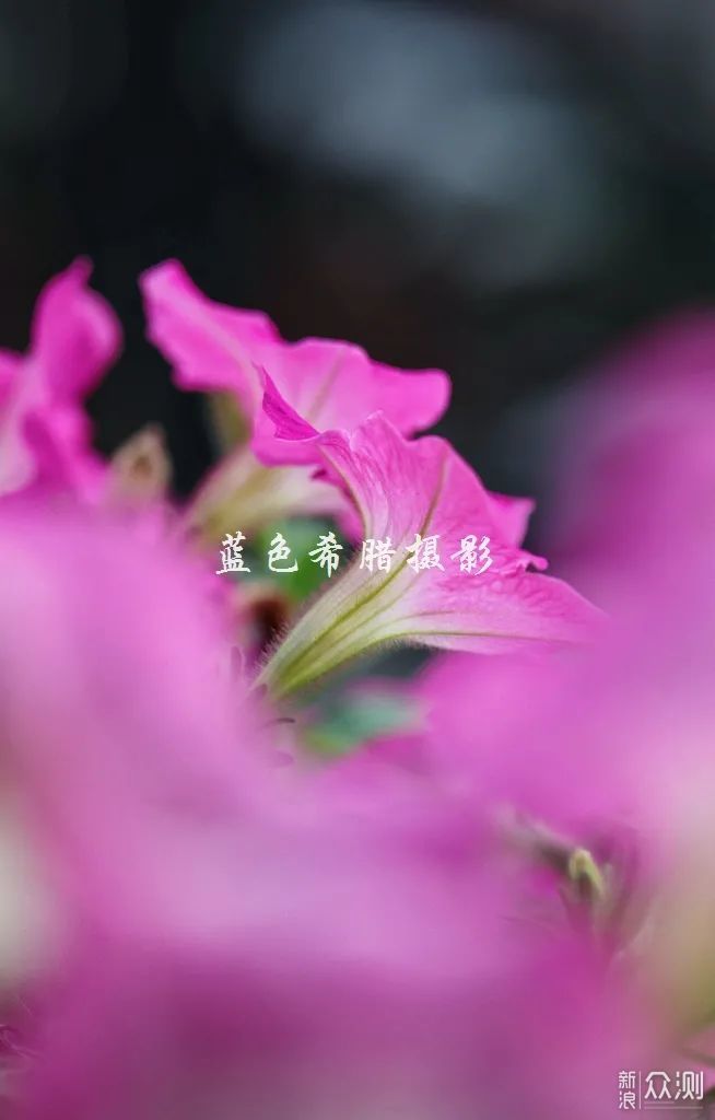 暮春花开，女摄影师镜头里的诗意和美好_新浪众测