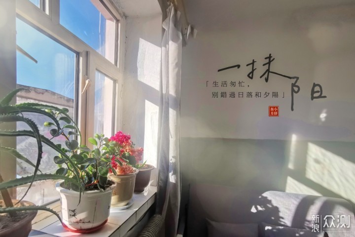 一盆普通绿植的N种拍法｜教你宅家手机拍美片_新浪众测