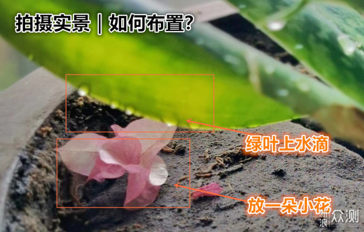 一盆普通绿植的N种拍法｜教你宅家手机拍美片_新浪众测