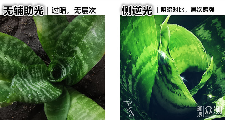 一盆普通绿植的N种拍法｜教你宅家手机拍美片_新浪众测