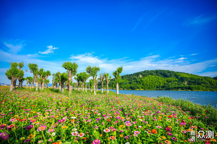 江浙沪皖游古镇、花海、小