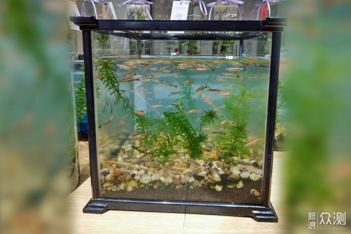 新年开的懒人缸过了半年，究竟变得怎样了呢？_新浪众测